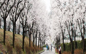 (천안)벚꽃 길