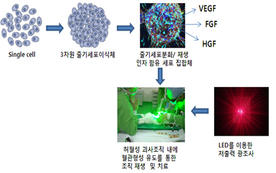 Dankook Research Team investigates a possible approach to treating vascular injury by utilizing laser power