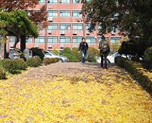 2015 단국대학교 가을풍경