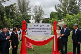 국제농업협력연구소, 캄보디아에 감자 재배 기술 전수